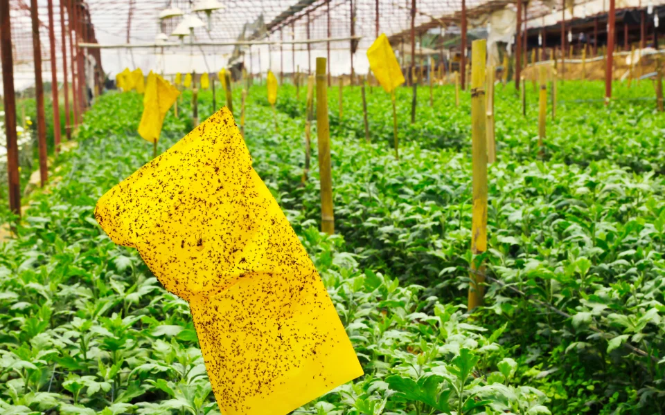 ongoing insect control